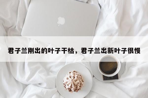 君子兰刚出的叶子干枯，君子兰出新叶子很慢-第1张图片-我家生活百科