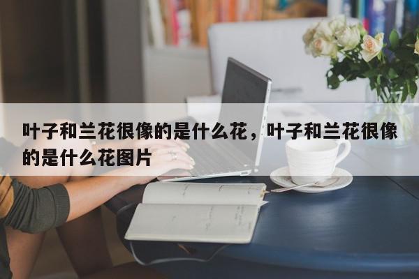 叶子和兰花很像的是什么花，叶子和兰花很像的是什么花图片-第1张图片-我家生活百科