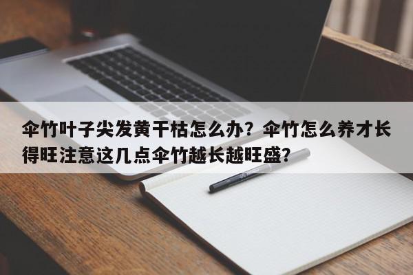 伞竹叶子尖发黄干枯怎么办？伞竹怎么养才长得旺注意这几点伞竹越长越旺盛？-第1张图片-我家生活百科