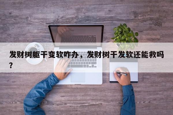 发财树躯干变软咋办，发财树干发软还能救吗？-第1张图片-我家生活百科