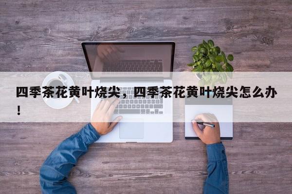 四季茶花黄叶烧尖，四季茶花黄叶烧尖怎么办！-第1张图片-我家生活百科