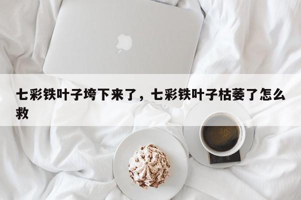 七彩铁叶子垮下来了，七彩铁叶子枯萎了怎么救-第1张图片-我家生活百科
