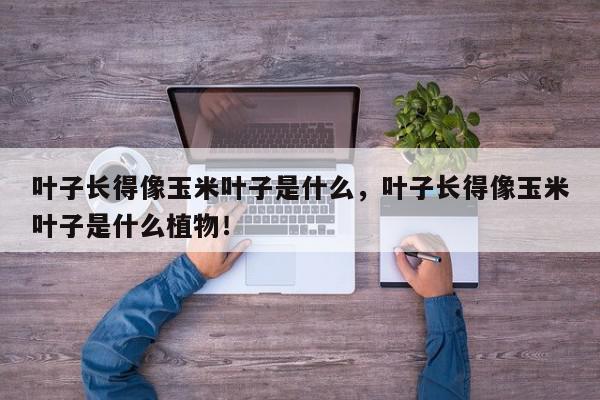 叶子长得像玉米叶子是什么，叶子长得像玉米叶子是什么植物！-第1张图片-我家生活百科