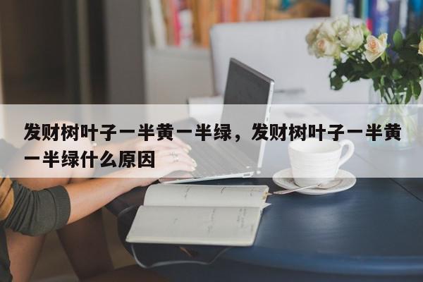 发财树叶子一半黄一半绿，发财树叶子一半黄一半绿什么原因-第1张图片-我家生活百科