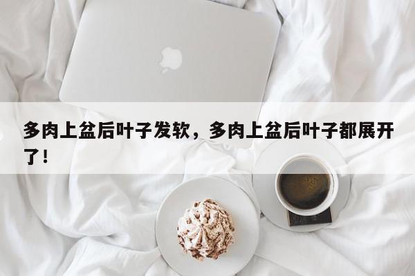 多肉上盆后叶子发软，多肉上盆后叶子都展开了！-第1张图片-我家生活百科