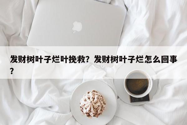 发财树叶子烂叶挽救？发财树叶子烂怎么回事？-第1张图片-我家生活百科