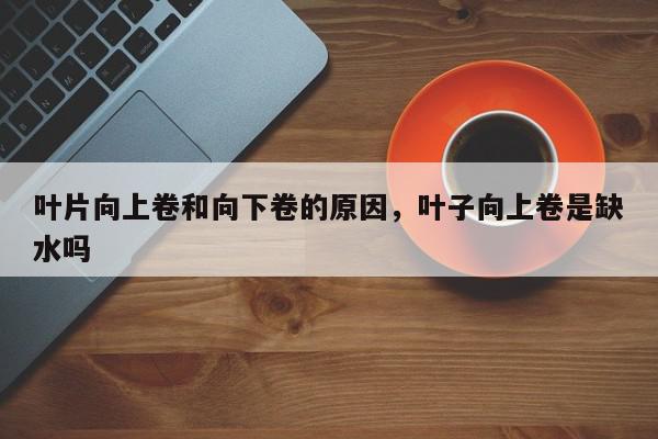 叶片向上卷和向下卷的原因，叶子向上卷是缺水吗-第1张图片-我家生活百科