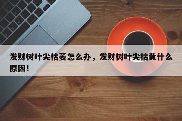 发财树叶尖枯萎怎么办，发财树叶尖枯黄什么原因！-第1张图片-我家生活百科