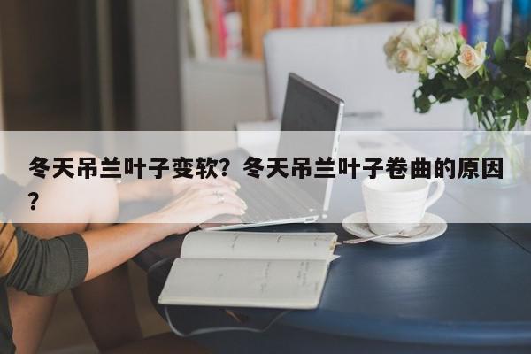 冬天吊兰叶子变软？冬天吊兰叶子卷曲的原因？-第1张图片-我家生活百科