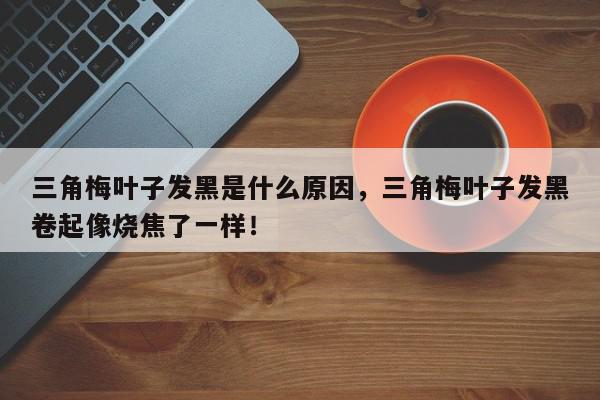 三角梅叶子发黑是什么原因，三角梅叶子发黑卷起像烧焦了一样！-第1张图片-我家生活百科