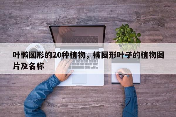叶椭圆形的20种植物，椭圆形叶子的植物图片及名称-第1张图片-我家生活百科