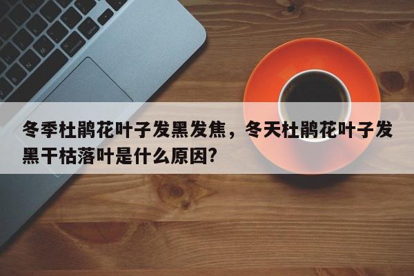 冬季杜鹃花叶子发黑发焦，冬天杜鹃花叶子发黑干枯落叶是什么原因?-第1张图片-我家生活百科