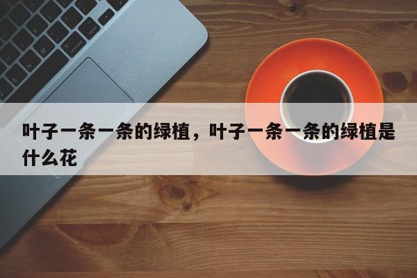 叶子一条一条的绿植，叶子一条一条的绿植是什么花-第1张图片-我家生活百科