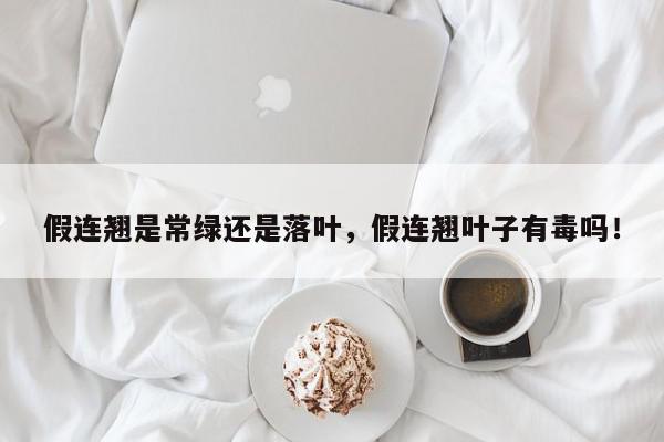 假连翘是常绿还是落叶，假连翘叶子有毒吗！-第1张图片-我家生活百科