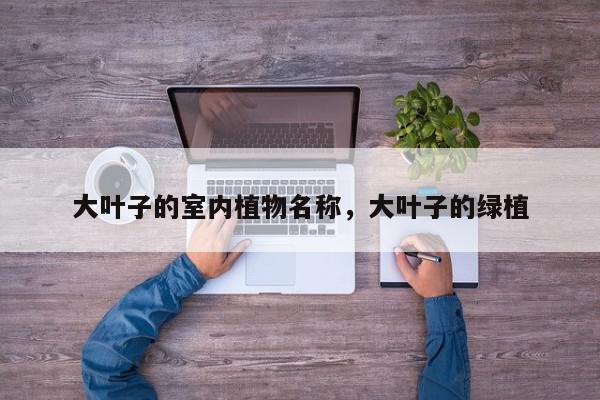 大叶子的室内植物名称，大叶子的绿植-第1张图片-我家生活百科