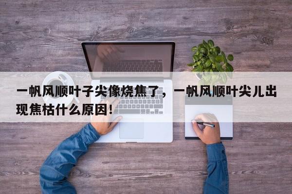 一帆风顺叶子尖像烧焦了，一帆风顺叶尖儿出现焦枯什么原因！-第1张图片-我家生活百科