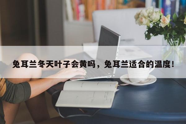 兔耳兰冬天叶子会黄吗，兔耳兰适合的温度！-第1张图片-我家生活百科
