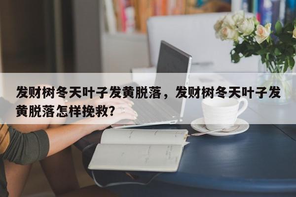 发财树冬天叶子发黄脱落，发财树冬天叶子发黄脱落怎样挽救？-第1张图片-我家生活百科