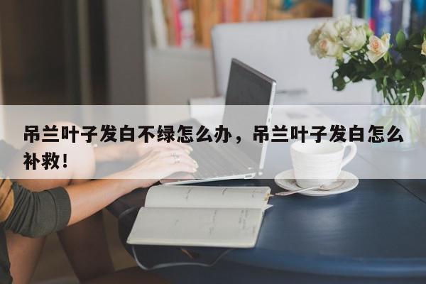 吊兰叶子发白不绿怎么办，吊兰叶子发白怎么补救！-第1张图片-我家生活百科
