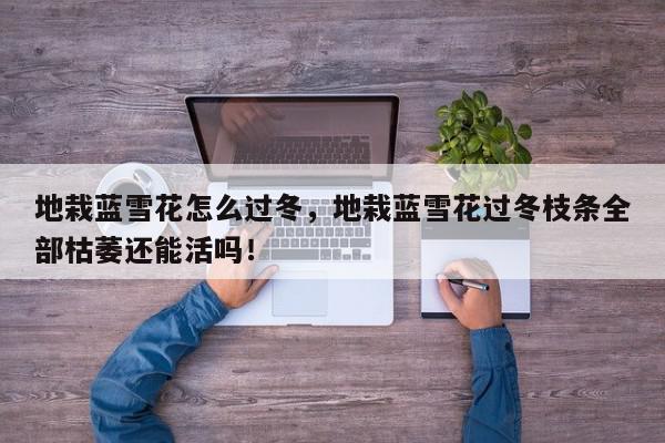 地栽蓝雪花怎么过冬，地栽蓝雪花过冬枝条全部枯萎还能活吗！-第1张图片-我家生活百科