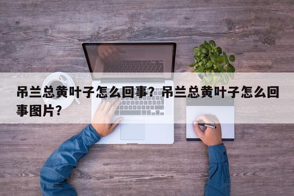 吊兰总黄叶子怎么回事?吊兰总黄叶子怎么回事图片?-第1张图片-我家生活百科 吊兰总黄叶子怎么回事?吊兰总黄叶子怎么回事图片?-第1张图片-我家生活百科