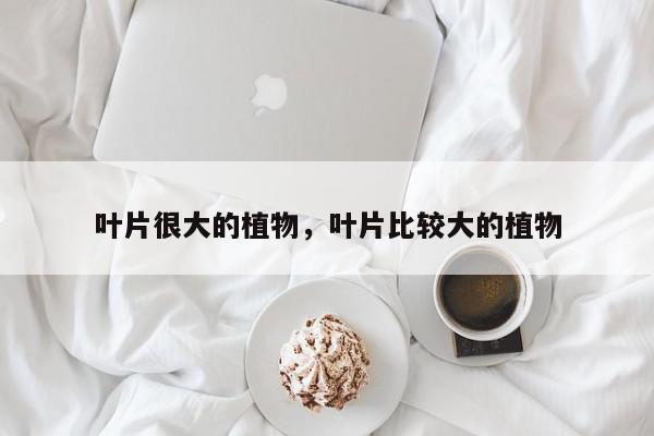 叶片很大的植物，叶片比较大的植物-第1张图片-我家生活百科