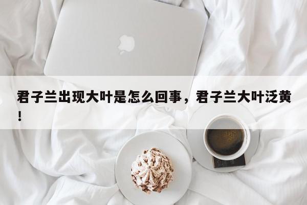 君子兰出现大叶是怎么回事，君子兰大叶泛黄！-第1张图片-我家生活百科