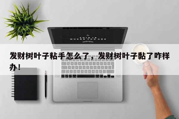 发财树叶子粘手怎么了，发财树叶子黏了咋样办！-第1张图片-我家生活百科