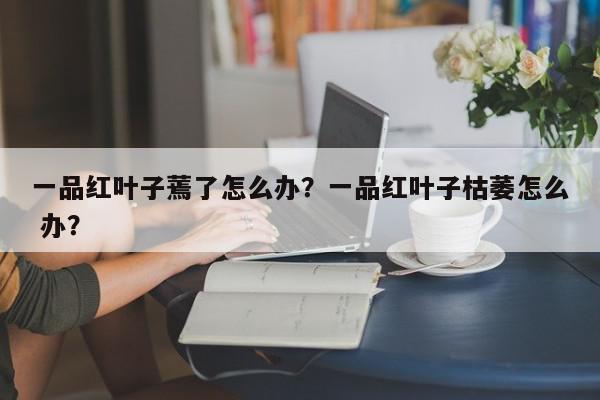 一品红叶子蔫了怎么办？一品红叶子枯萎怎么 办？-第1张图片-我家生活百科