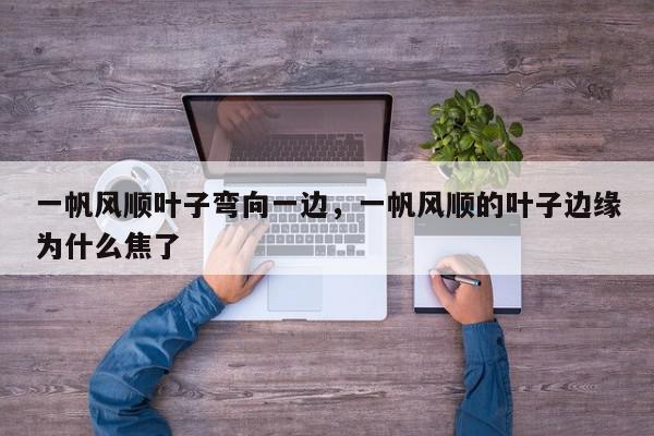 一帆风顺叶子弯向一边，一帆风顺的叶子边缘为什么焦了-第1张图片-我家生活百科
