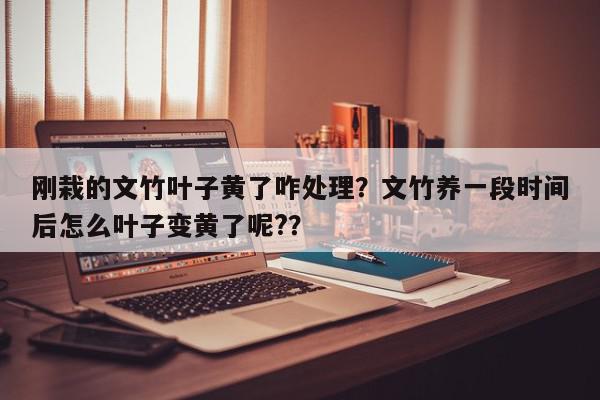 刚栽的文竹叶子黄了咋处理？文竹养一段时间后怎么叶子变黄了呢?？-第1张图片-我家生活百科