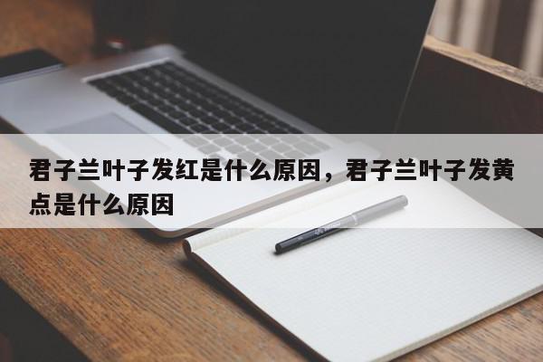 君子兰叶子发红是什么原因，君子兰叶子发黄点是什么原因-第1张图片-我家生活百科