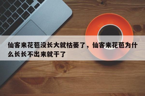 仙客来花苞没长大就枯萎了，仙客来花苞为什么长长不出来就干了-第1张图片-我家生活百科
