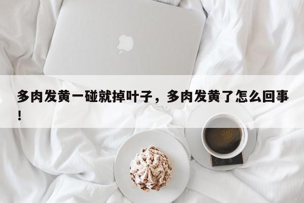多肉发黄一碰就掉叶子，多肉发黄了怎么回事！-第1张图片-我家生活百科