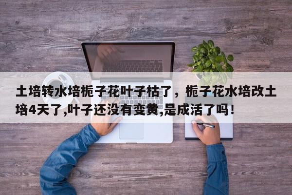 土培转水培栀子花叶子枯了，栀子花水培改土培4天了,叶子还没有变黄,是成活了吗！-第1张图片-我家生活百科