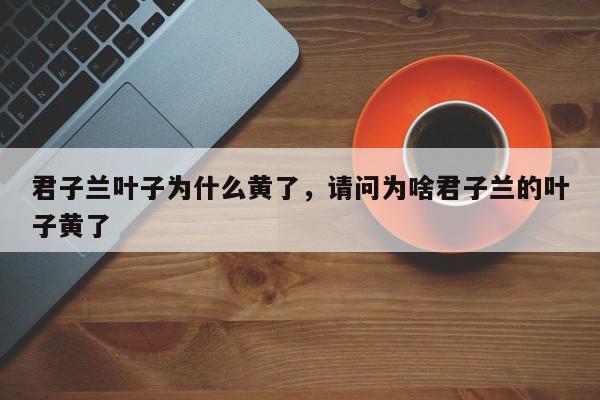 君子兰叶子为什么黄了，请问为啥君子兰的叶子黄了-第1张图片-我家生活百科