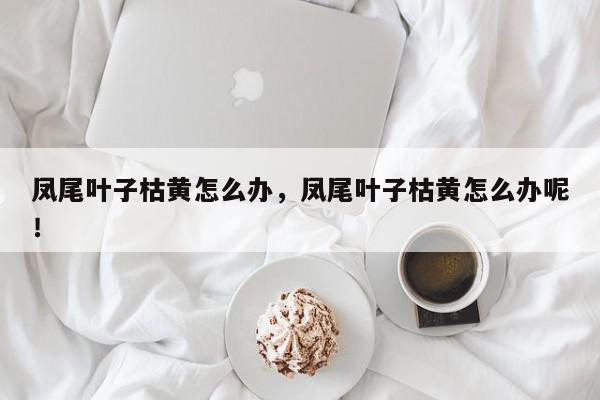 凤尾叶子枯黄怎么办，凤尾叶子枯黄怎么办呢！-第1张图片-我家生活百科