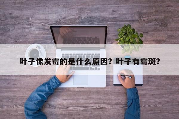 叶子像发霉的是什么原因？叶子有霉斑？-第1张图片-我家生活百科