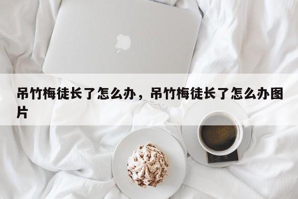 吊竹梅徒长了怎么办，吊竹梅徒长了怎么办图片-第1张图片-我家生活百科