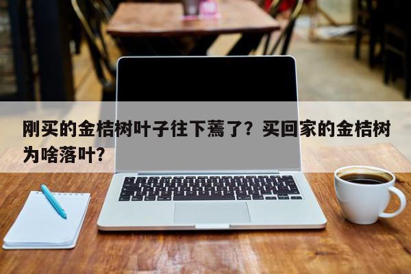 刚买的金桔树叶子往下蔫了？买回家的金桔树为啥落叶？-第1张图片-我家生活百科