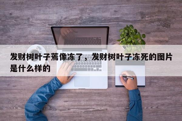 发财树叶子蔫像冻了，发财树叶子冻死的图片是什么样的-第1张图片-我家生活百科