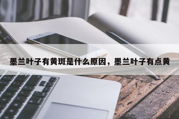 墨兰叶子有黄斑是什么原因，墨兰叶子有点黄-第1张图片-我家生活百科