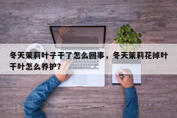 冬天茉莉叶子干了怎么回事，冬天茉莉花掉叶干叶怎么养护？-第1张图片-我家生活百科