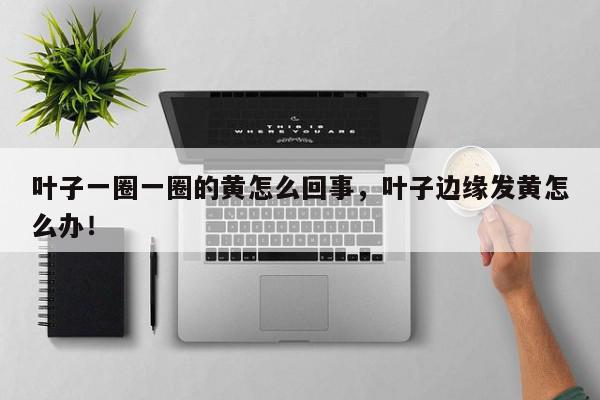 叶子一圈一圈的黄怎么回事，叶子边缘发黄怎么办！-第1张图片-我家生活百科