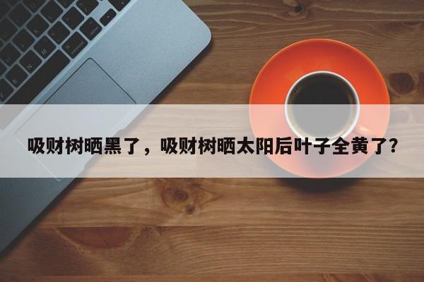 吸财树晒黑了，吸财树晒太阳后叶子全黄了？-第1张图片-我家生活百科