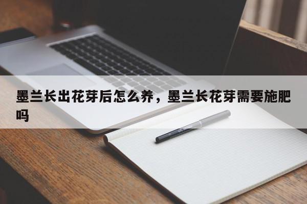 墨兰长出花芽后怎么养，墨兰长花芽需要施肥吗-第1张图片-我家生活百科