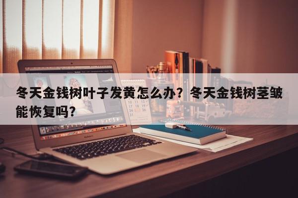 冬天金钱树叶子发黄怎么办？冬天金钱树茎皱能恢复吗？-第1张图片-我家生活百科