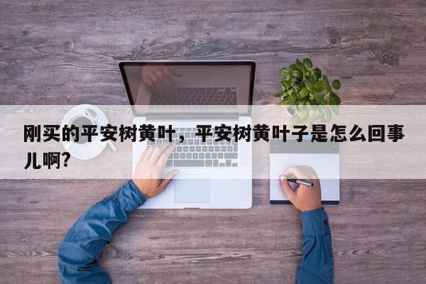 刚买的平安树黄叶，平安树黄叶子是怎么回事儿啊?-第1张图片-我家生活百科