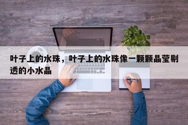 叶子上的水珠,叶子上的水珠像一颗颗晶莹剔透的小水晶-第1张图片-我家生活百科 叶子上的水珠,叶子上的水珠像一颗颗晶莹剔透的小水晶-第1张图片-我家生活百科