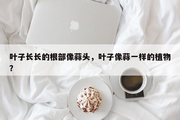 叶子长长的根部像蒜头,叶子像蒜一样的植物?-第1张图片-我家生活百科 叶子长长的根部像蒜头,叶子像蒜一样的植物?-第1张图片-我家生活百科